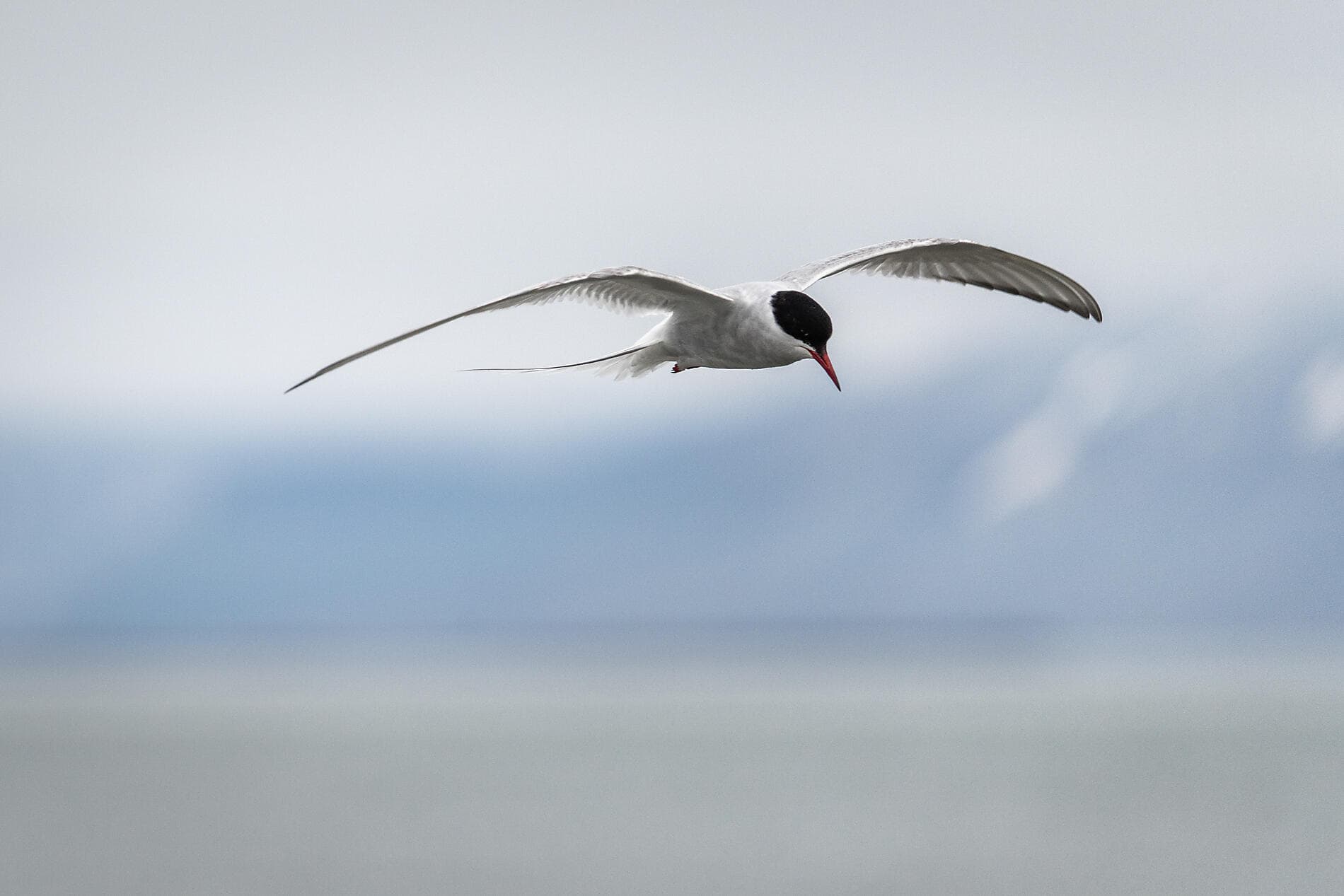 Le pôle Nord géographique 