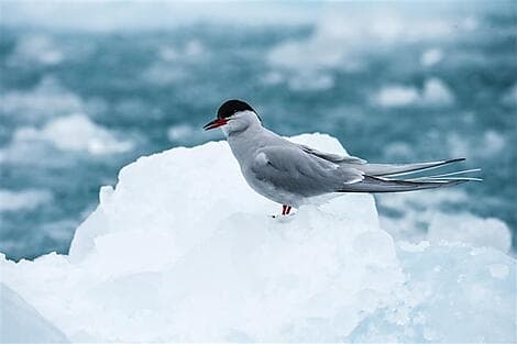 20 Oct 26 - North-West region of Spitsbergen