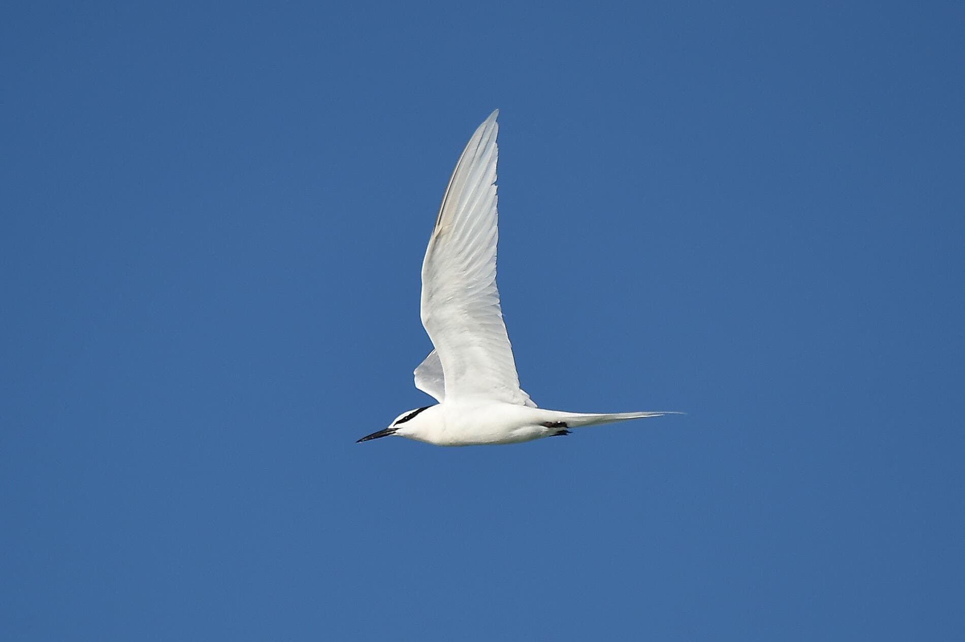 Odyssée tropicale entre Indonésie et nord-est Australien 