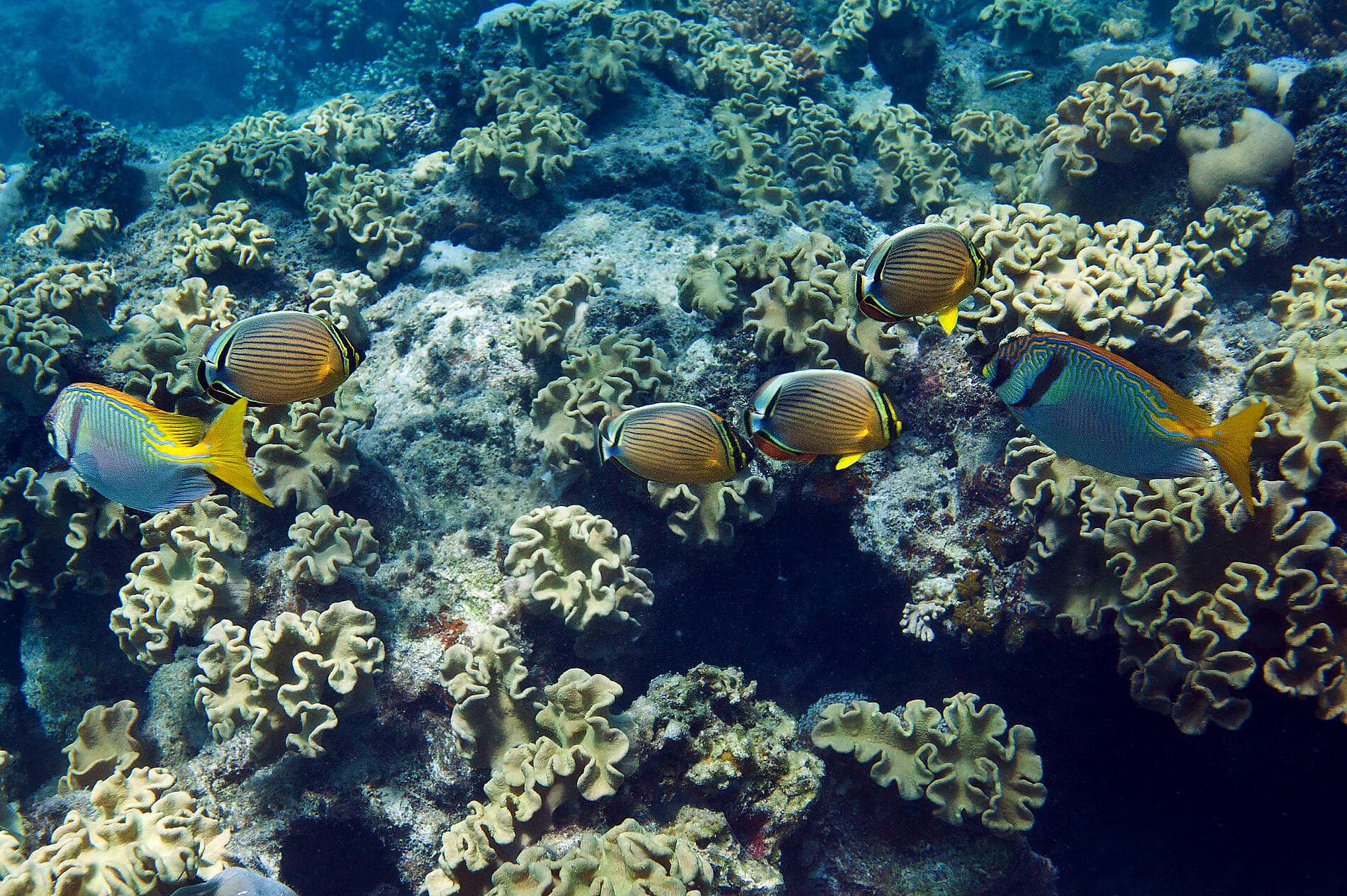 Odyssée tropicale entre Indonésie et nord-est Australien 