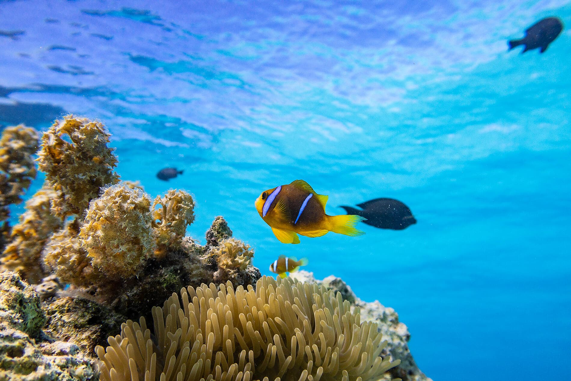 Douceur polynésienne : Marquises et Tuamotu 