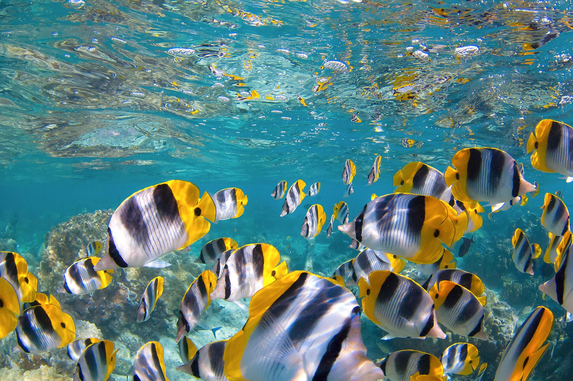 Merveilles des Caraïbes 