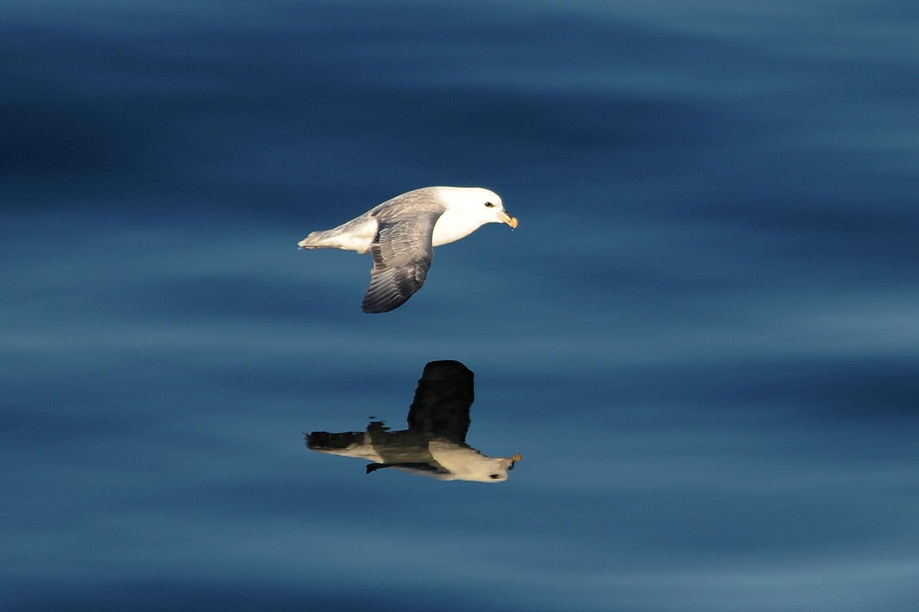 Archipels sauvages de l’Atlantique Nord  