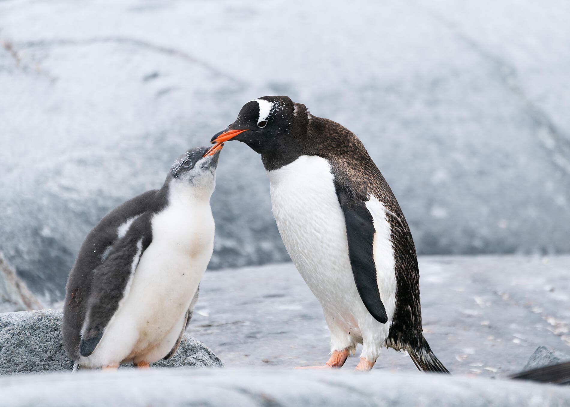 L'Antarctique emblématique  