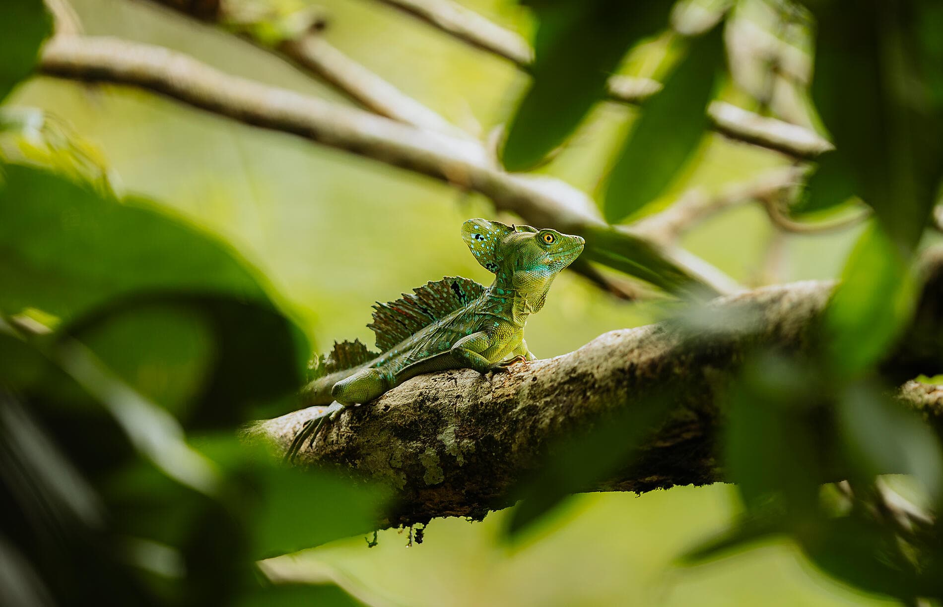Côte pacifique du Costa Rica 