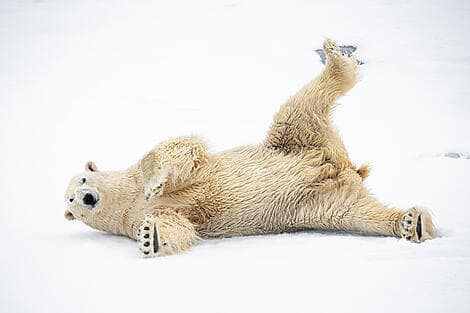 2 Juin 26 > 4 Juin 26 - Exploration of North-East Greenland