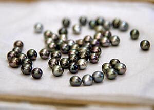 Ferme de perles noires