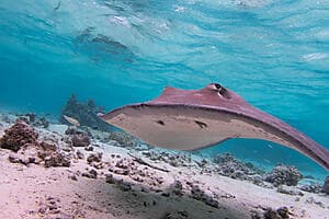 Escapade sur le lagon bleu*