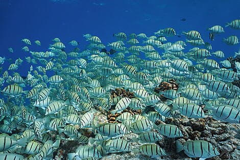 12 Janv 27 - Makatea, îles Tuamotu
