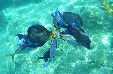 22 Déc 26 - Norman Island