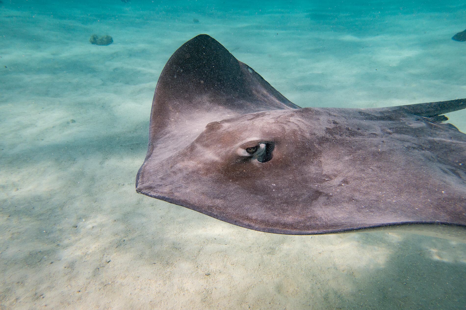 Douceur polynésienne : Marquises, Tuamotu et îles de la Société 