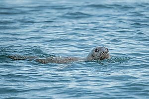 Safari en bateau à fond de verre