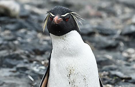 19 Nov 26 > 18 Nov 26 - The Neck, île Saunders